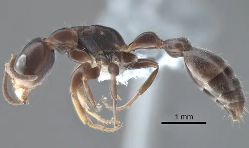 Pseudomyrmex capillatus specimen CASENT0863535 image casent0863535_3
