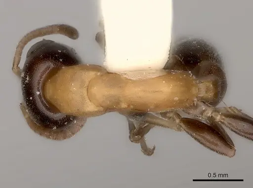 Pseudomyrmex championi specimen CASENT0217575 image casent0217575_1