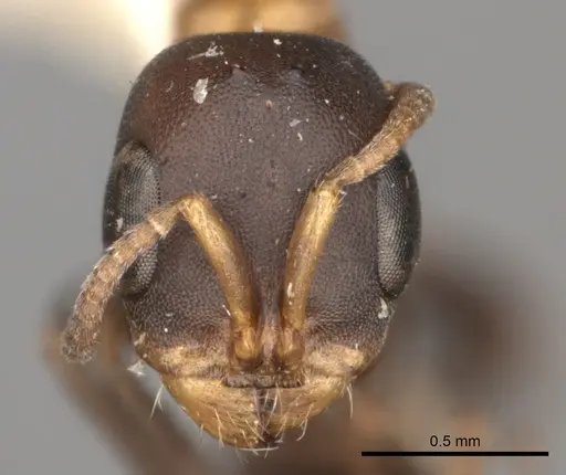 Pseudomyrmex championi specimen CASENT0217575 image casent0217575_2