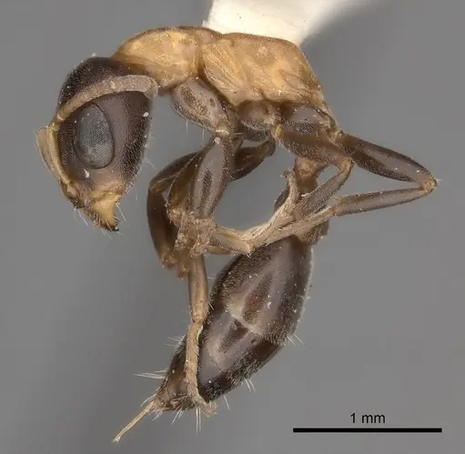 Pseudomyrmex championi specimen CASENT0217575 image casent0217575_3