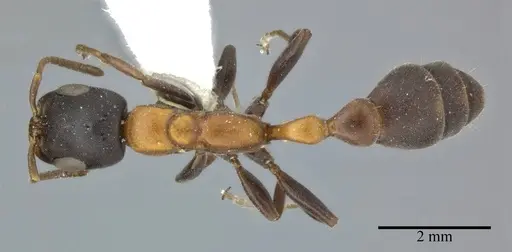 Pseudomyrmex championi specimen CASENT0246349 image casent0246349_1