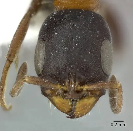 Pseudomyrmex championi specimen CASENT0246349 image casent0246349_2