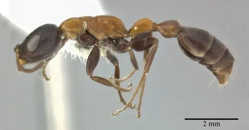 Pseudomyrmex championi specimen CASENT0246349 image casent0246349_3