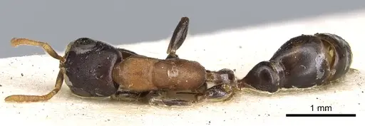 Pseudomyrmex championi specimen CASENT0902873 image casent0902873_1