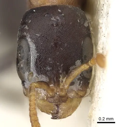 Pseudomyrmex championi specimen CASENT0902873 image casent0902873_2