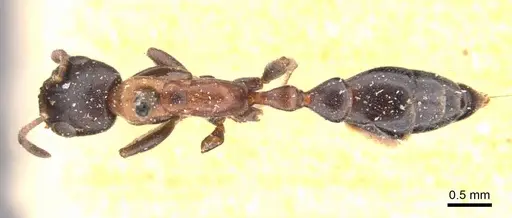 Pseudomyrmex championi specimen CASENT0907518 image casent0907518_1