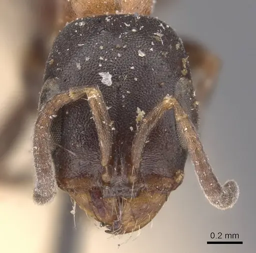 Pseudomyrmex championi specimen CASENT0907518 image casent0907518_2
