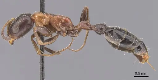 Pseudomyrmex championi specimen CASENT0907518 image casent0907518_3