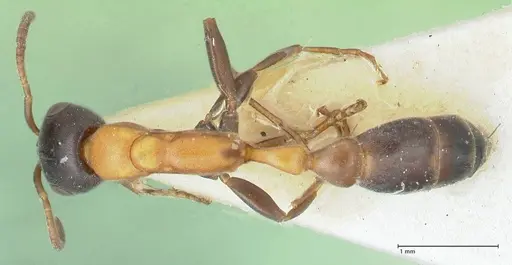 Pseudomyrmex championi specimen FOCOL1196 image focol1196_1