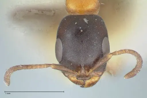Pseudomyrmex championi specimen FOCOL1196 image focol1196_2