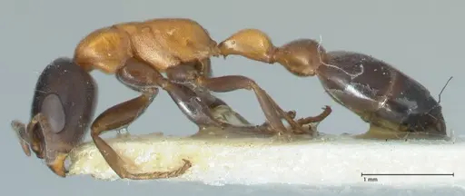 Pseudomyrmex championi specimen FOCOL1196 image focol1196_3