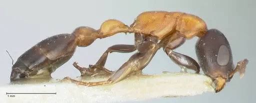 Pseudomyrmex championi specimen FOCOL1196 image focol1196_4