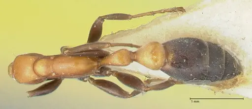 Pseudomyrmex championi specimen FOCOL1197 image focol1197_1