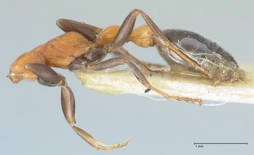 Pseudomyrmex championi specimen FOCOL1197 image focol1197_2