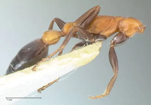 Pseudomyrmex championi specimen FOCOL1197 image focol1197_3