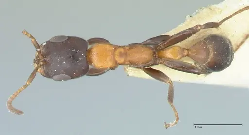 Pseudomyrmex championi specimen FOCOL1198 image focol1198_1