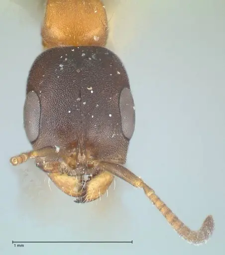 Pseudomyrmex championi specimen FOCOL1198 image focol1198_2