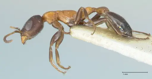 Pseudomyrmex championi specimen FOCOL1198 image focol1198_3