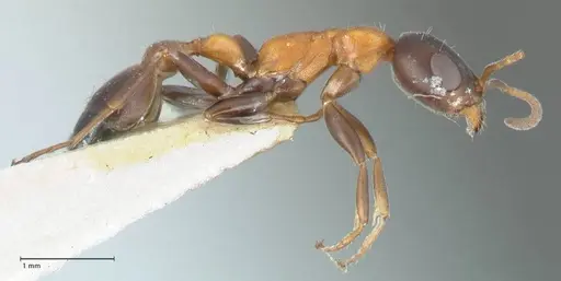 Pseudomyrmex championi specimen FOCOL1198 image focol1198_4