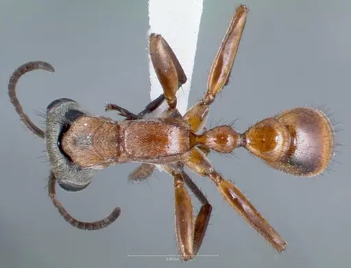 Pseudomyrmex cladoicus specimen CASENT0005834 image casent0005834_1