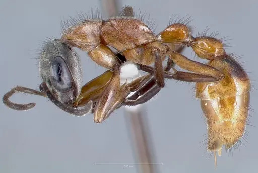 Pseudomyrmex cladoicus specimen CASENT0005834 image casent0005834_3