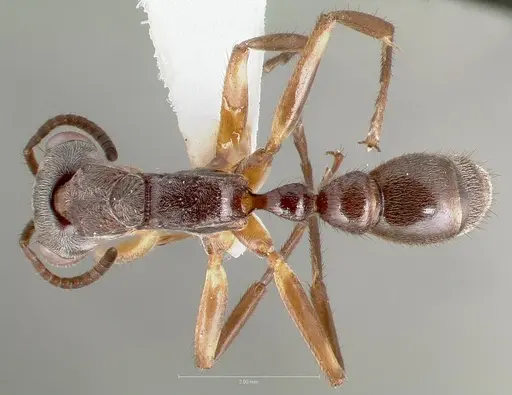 Pseudomyrmex cladoicus specimen CASENT0005862 image casent0005862_1