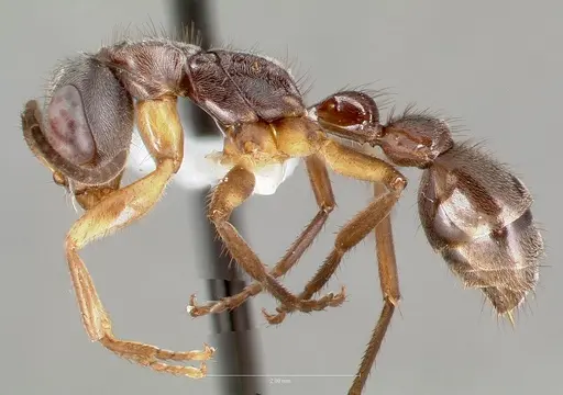 Pseudomyrmex cladoicus specimen CASENT0005862 image casent0005862_3