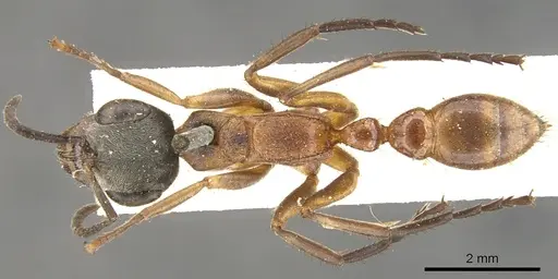 Pseudomyrmex cladoicus specimen CASENT0902848 image casent0902848_1