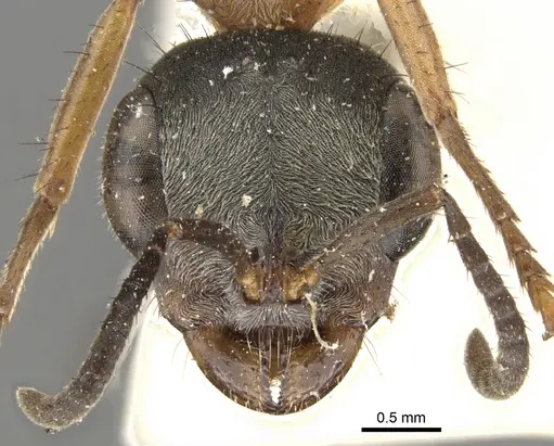 Pseudomyrmex cladoicus specimen CASENT0902848 image casent0902848_2