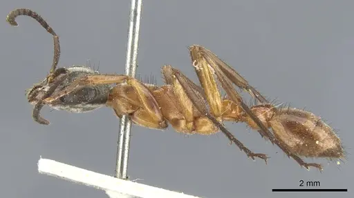 Pseudomyrmex cladoicus specimen CASENT0902848 image casent0902848_3