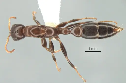 Pseudomyrmex cognatus specimen CASENT0762787 image casent0762787_1