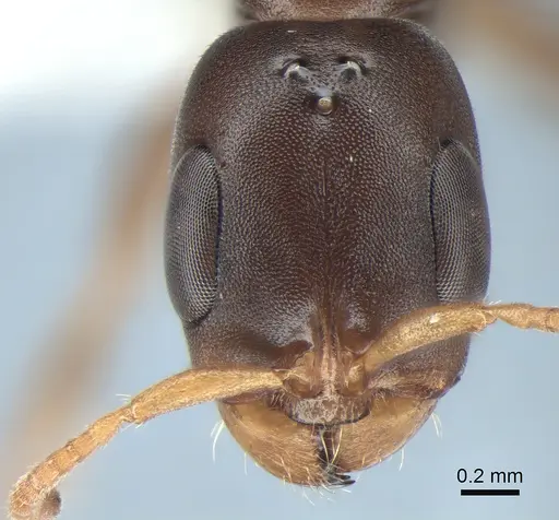 Pseudomyrmex cognatus specimen CASENT0762787 image casent0762787_2