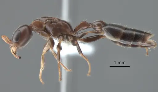 Pseudomyrmex cognatus specimen CASENT0762787 image casent0762787_3