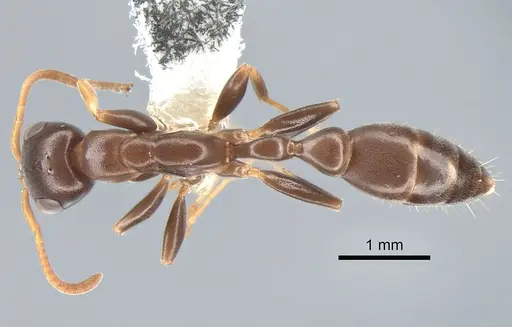 Pseudomyrmex cognatus specimen CASENT0863537 image casent0863537_1