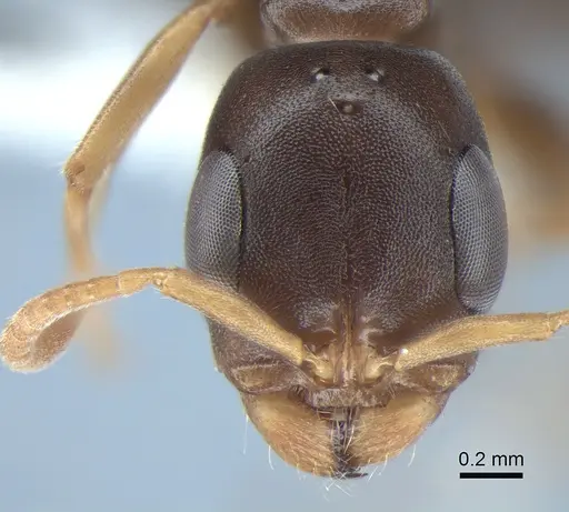 Pseudomyrmex cognatus specimen CASENT0863537 image casent0863537_2
