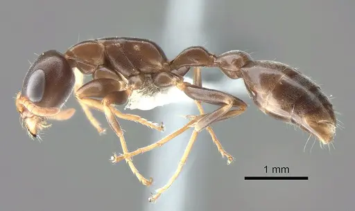 Pseudomyrmex cognatus specimen CASENT0863537 image casent0863537_3