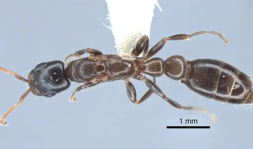Pseudomyrmex comitator specimen JTLC000010310 image jtlc000010310_1