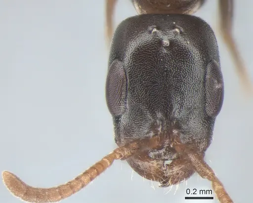 Pseudomyrmex comitator specimen JTLC000010310 image jtlc000010310_2