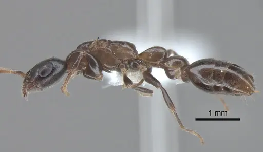 Pseudomyrmex comitator specimen JTLC000010310 image jtlc000010310_3