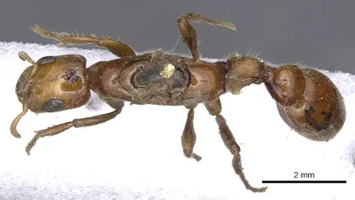 Pseudomyrmex concolor specimen CASENT0902882 image casent0902882_1