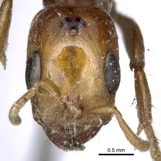 Pseudomyrmex concolor specimen CASENT0902882 image casent0902882_2