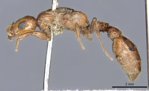 Pseudomyrmex concolor specimen CASENT0902882 image casent0902882_3
