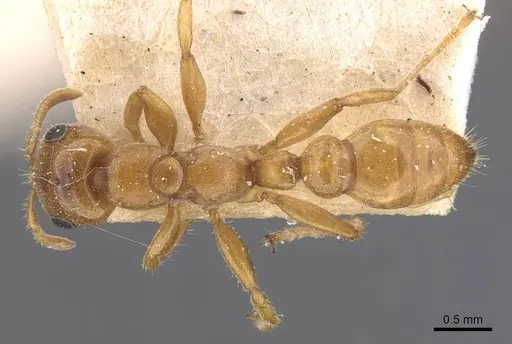 Pseudomyrmex concolor specimen CASENT0907547 image casent0907547_1