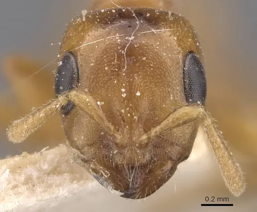 Pseudomyrmex concolor specimen CASENT0907547 image casent0907547_2