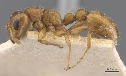 Pseudomyrmex concolor specimen CASENT0907547 image casent0907547_3