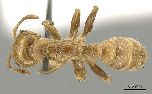 Pseudomyrmex concolor specimen CASENT0915842 image casent0915842_1