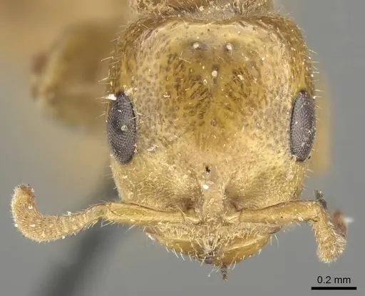 Pseudomyrmex concolor specimen CASENT0915842 image casent0915842_2