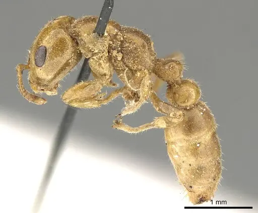 Pseudomyrmex concolor specimen CASENT0915842 image casent0915842_3