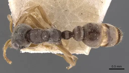 Pseudomyrmex cordiae specimen CASENT0907558 image casent0907558_1