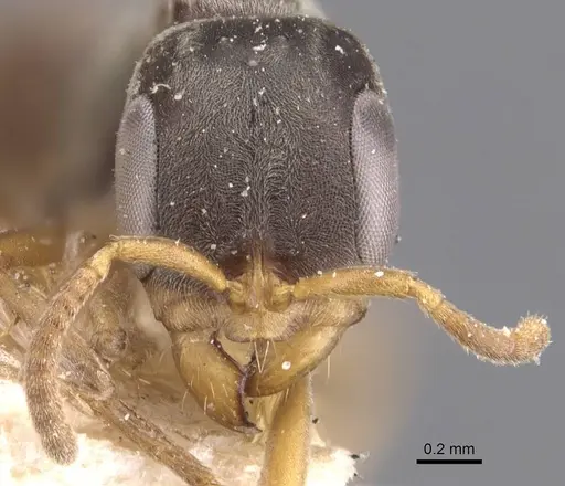 Pseudomyrmex cordiae specimen CASENT0907558 image casent0907558_2